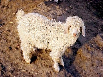 an angora goat kid just a day or two old 
