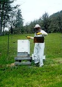 tending hives in spring