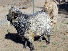 angora goat herd