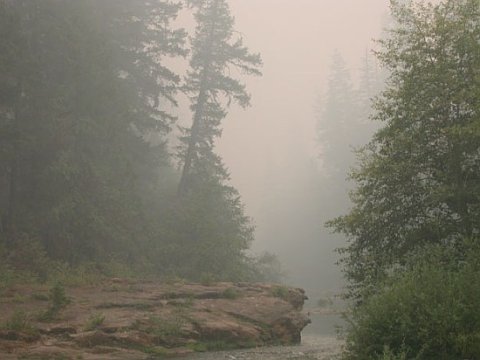 smoke filled ancient forest of the Umpqua