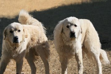 two large white guard dogs
