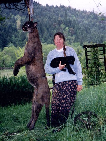 Third large tom cat cougar weighed