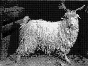 old style angora goat