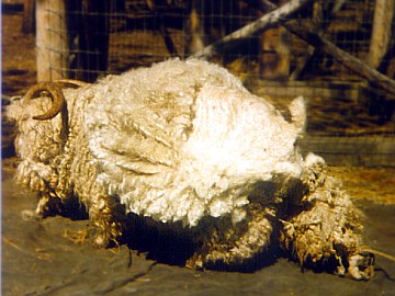 Fleece being sheared
