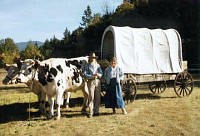 Ox wagon at the historical society