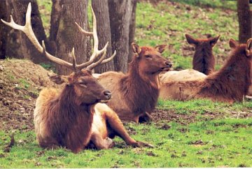 bull elk with harem