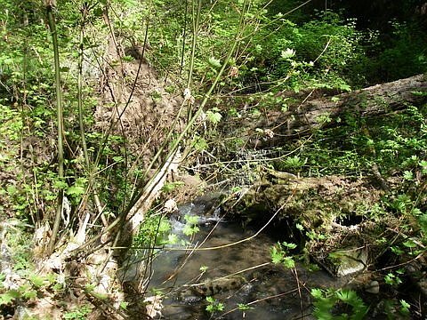 Large Rootwad and Log Jam