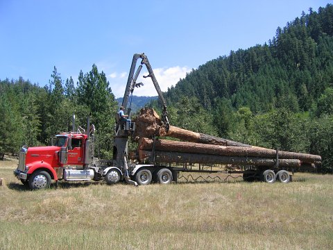 largest log