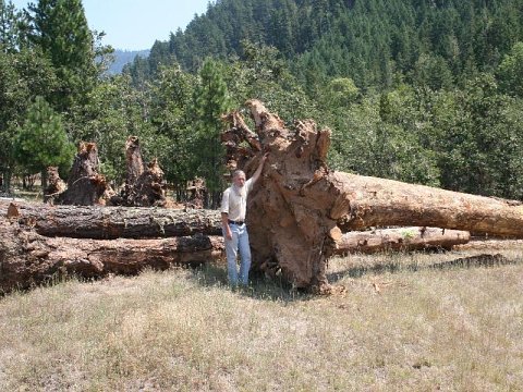 largest log