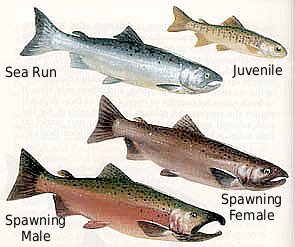 salmon stages and sexes