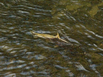 coho salmon in elk creek