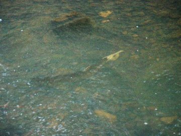 coho salmon in elk creek