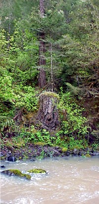 image of a tree stump logged next to the stream with a new young tree sprouting next to it
