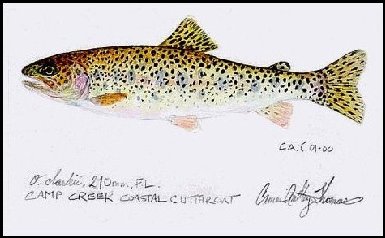 Painting of Coastal Cutthroat Trout by Cameron Thomas