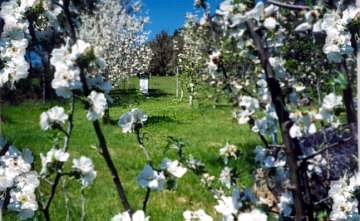 Spring blossom in the orchard