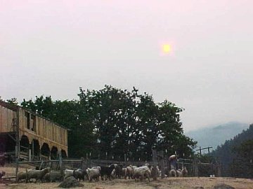 haze as the goats go to pasture